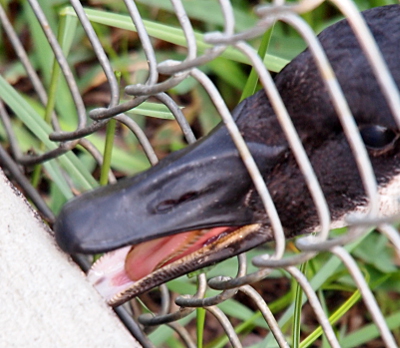 [A goose put its beak through an opening in a chain link fence to bite the concrete on the other side. Its mouth is open exposing its tongue. The serrated edges of the lower bill are visible.]